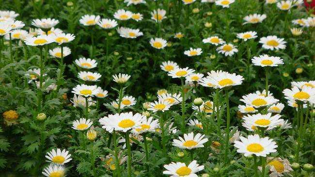 野菊花的流蜜條件與時間(野菊花的流蜜條件和開花時間及蜂蜜產量) 野菊花的流蜜條件與時間(野菊花的流蜜條件和開花時間及蜂蜜產量)