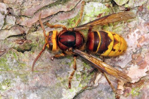 馬蜂人工飼養(yǎng)技術(shù)（馬蜂的養(yǎng)殖方法）