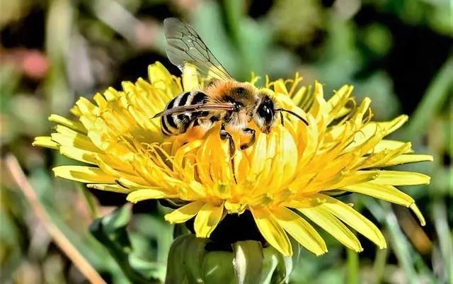 什么天氣取蜂蜜好 什么天氣取蜂蜜好
