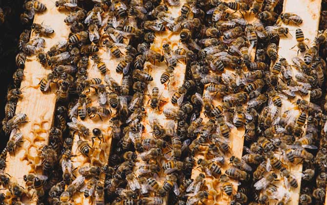 蜂王什么時(shí)候停止產(chǎn)卵(冬天蜂王為什么停止產(chǎn)卵) 蜂王什么時(shí)候停止產(chǎn)卵(冬天蜂王為什么停止產(chǎn)卵)