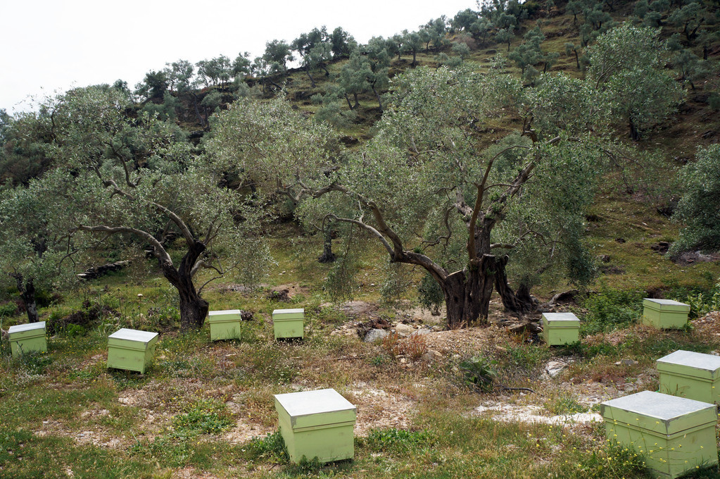 如何定地養(yǎng)殖蜜蜂(定地養(yǎng)蜂場(chǎng)地與模式選擇) 如何定地養(yǎng)殖蜜蜂(定地養(yǎng)蜂場(chǎng)地與模式選擇)