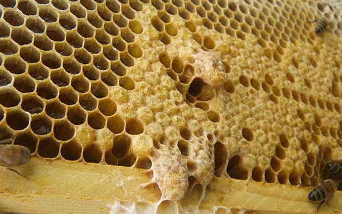 中蜂王冬天在幾度停止產卵(中蜂冬季什么時候斷籽) 中蜂王冬天在幾度停止產卵(中蜂冬季什么時候斷籽)