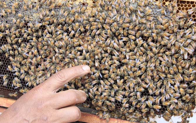 中蜂王冬天在幾度停止產卵(中蜂冬季什么時候斷籽) 中蜂王冬天在幾度停止產卵(中蜂冬季什么時候斷籽)