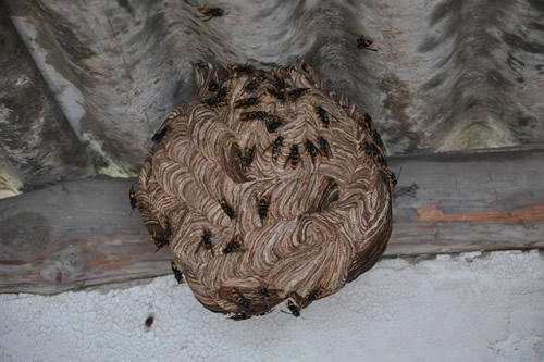 晚上捅馬蜂窩安全嗎?(取馬蜂窩的最佳時機,晚上捅還是白天捅好) 晚上捅馬蜂窩安全嗎?(取馬蜂窩的最佳時機,晚上捅還是白天捅好)