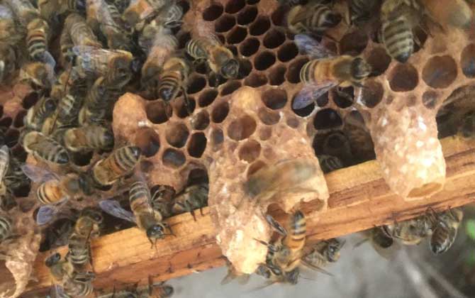 蜂王囚幾天工蜂造王臺(蜜蜂失王多久急造王臺) 蜂王囚幾天工蜂造王臺(蜜蜂失王多久急造王臺)