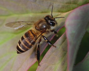 松丹一號蜜蜂愛不愛蜇人(蜜蜂什么時候不蜇人) 松丹一號蜜蜂愛不愛蜇人(蜜蜂什么時候不蜇人)