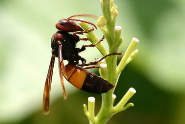 黃蜂是益蟲還是害蟲(黃蜂對農業生產有益還是有害) 黃蜂是益蟲還是害蟲(黃蜂對農業生產有益還是有害)