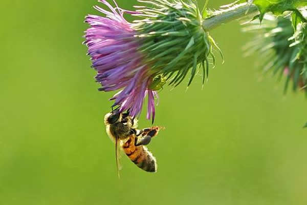 人工育王應(yīng)該具備的條件 人工育王應(yīng)該具備的條件