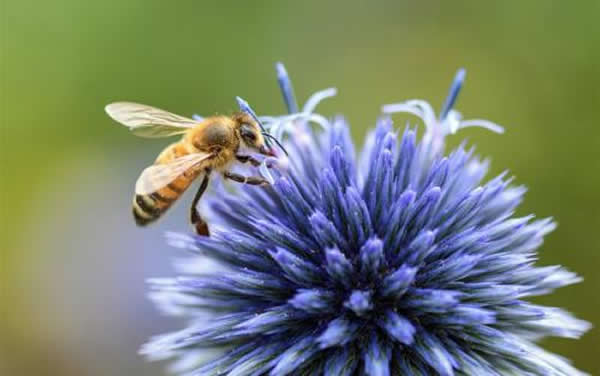 人工育王應(yīng)該具備的條件 人工育王應(yīng)該具備的條件