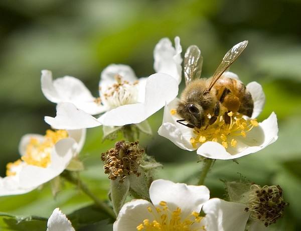 人工育王應(yīng)該具備的條件 人工育王應(yīng)該具備的條件