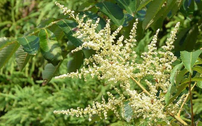海南有五倍子花嗎(五倍子什么時候開花) 海南有五倍子花嗎(五倍子什么時候開花)