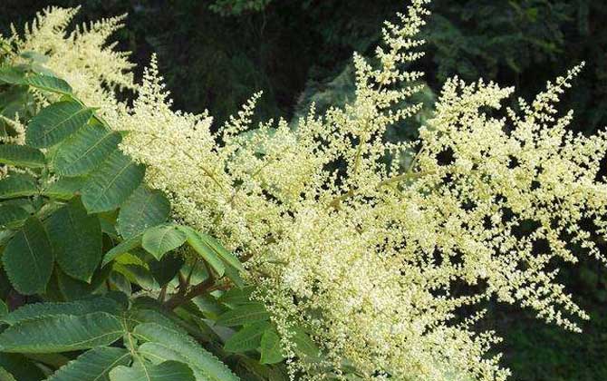 海南有五倍子花嗎(五倍子什么時候開花) 海南有五倍子花嗎(五倍子什么時候開花)