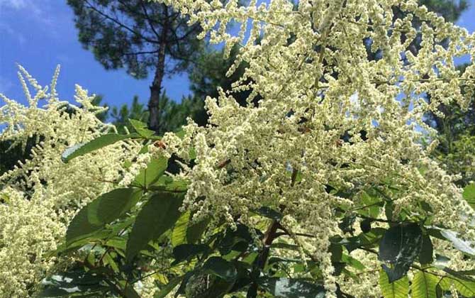 海南有五倍子花嗎(五倍子什么時候開花) 海南有五倍子花嗎(五倍子什么時候開花)