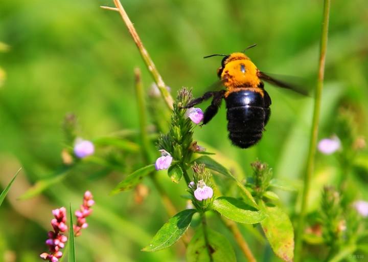 【蜜蜂知識】蜜蜂有毒嗎?