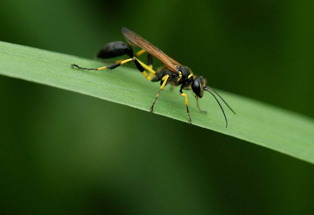 【蜜蜂知識】蜜蜂有毒嗎? 蜜蜂有毒嗎?