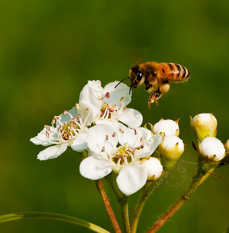 蜜蜂最怕什么? 蜜蜂最怕什么?