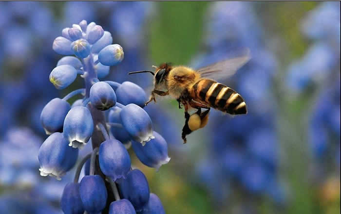 蜜蜂最怕什么? 蜜蜂最怕什么?