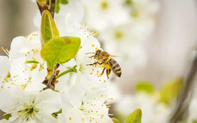 養蜂覆布怎么用? 養蜂覆布