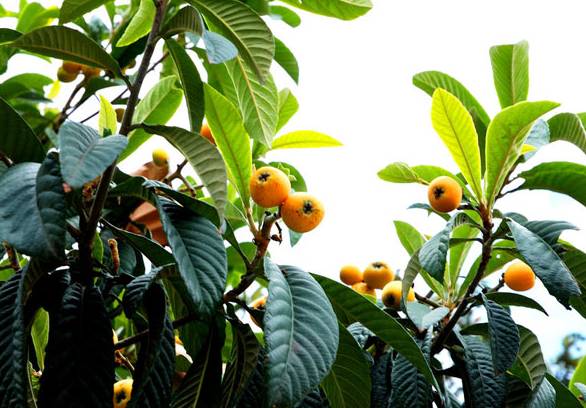 海南蜜源植物的開花時間（南方蜜源植物花期報）