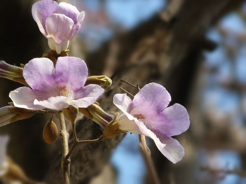 桐樹(shù)花泡腳有什么好處(桐樹(shù)花的功效與作用) 桐樹(shù)花泡腳有什么好處(桐樹(shù)花的功效與作用)