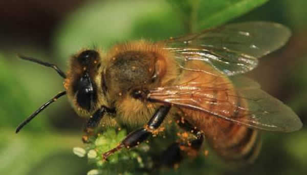 【蜜蜂知識(shí)】東北黑蜂的盜性強(qiáng)嗎? 東北黑蜂