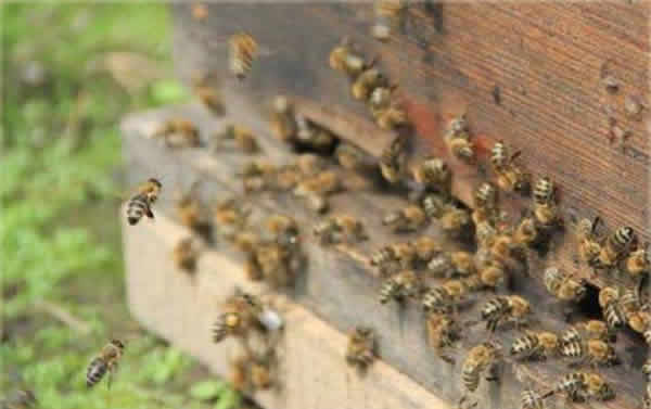【蜜蜂知識(shí)】東北黑蜂的盜性強(qiáng)嗎? 東北黑蜂