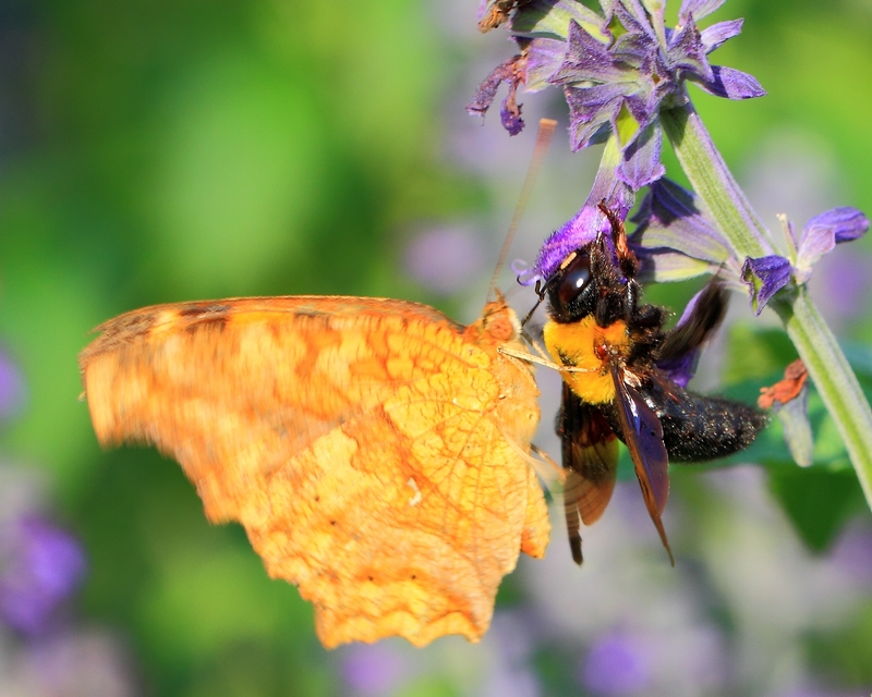 黑蜂蜜價格多少錢一斤(新疆云南黑蜂蜂蜜市場價格) 黑蜂蜜價格多少錢一斤(新疆云南黑蜂蜂蜜市場價格)