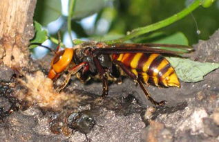 馬蜂飛進家里怎么辦（家里有馬蜂怎么辦）