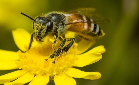 蜜蜂王是跟后代交尾嗎(蜂王的交尾與產(chǎn)卵) 蜜蜂王是跟后代交尾嗎(蜂王的交尾與產(chǎn)卵)