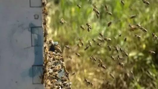 中蜂如何近距離擺放 中蜂如何近距離擺放