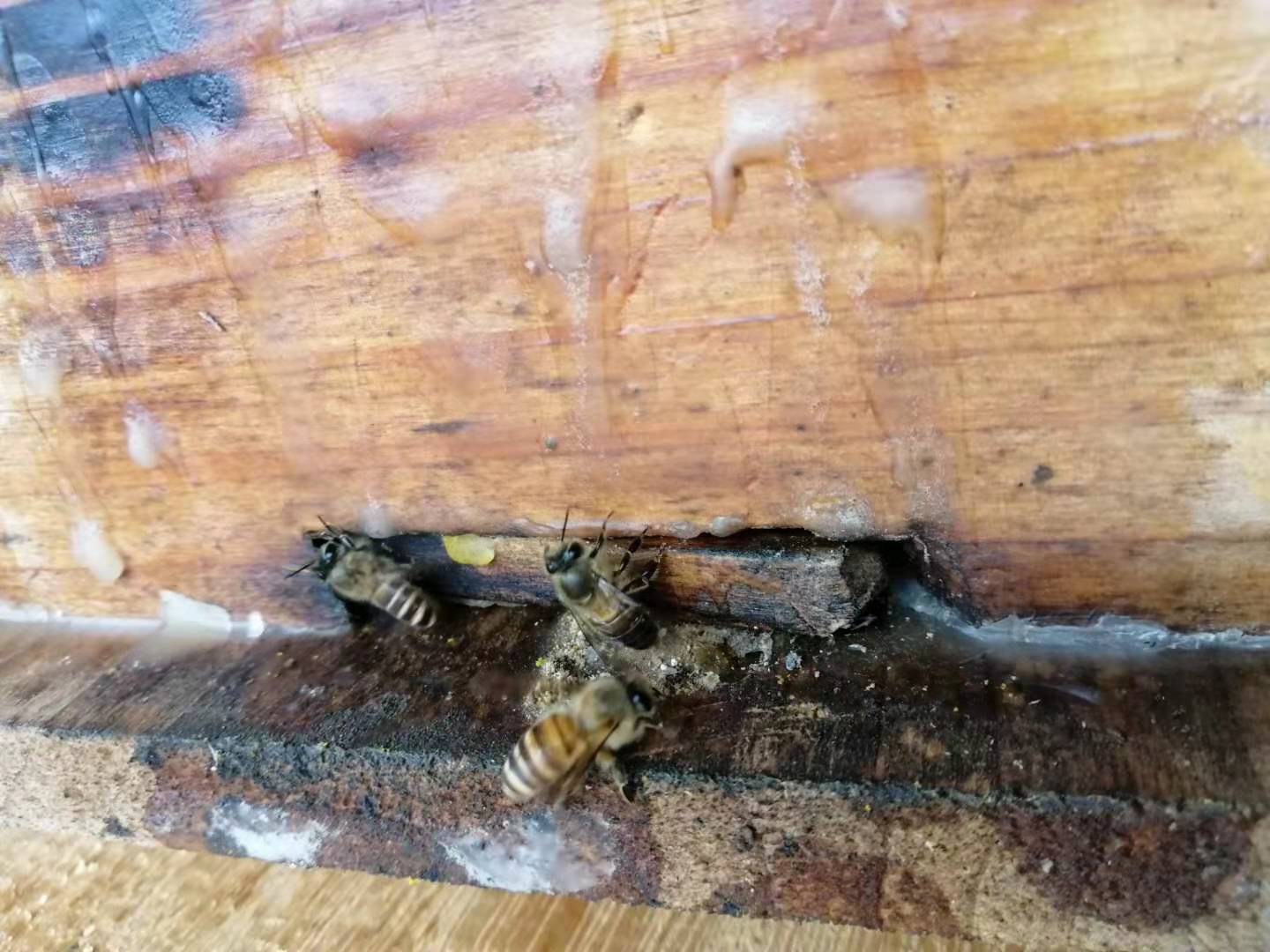 中蜂如何近距離擺放 中蜂如何近距離擺放