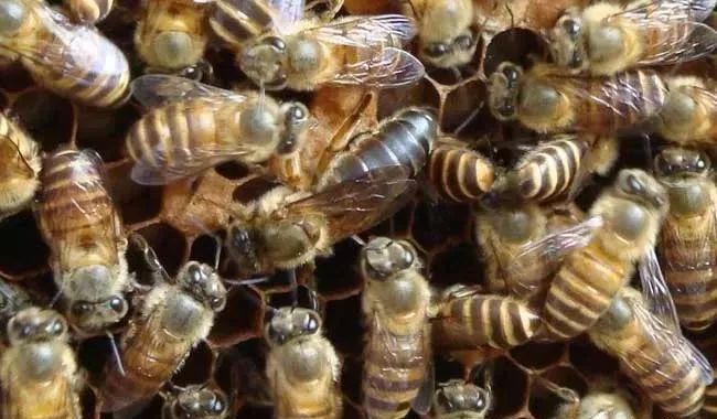 產(chǎn)卵的工蜂還會(huì)出去采集嗎(工產(chǎn)后的蜂群還會(huì)采集花粉嗎) 產(chǎn)卵的工蜂還會(huì)出去采集嗎(工產(chǎn)后的蜂群還會(huì)采集花粉嗎)