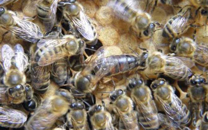 黑蜂吃什么食物 黑蜂吃什么食物