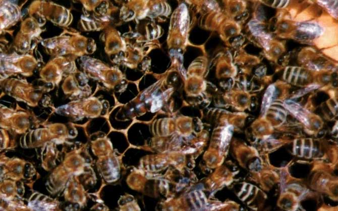 黑蜂吃什么食物 黑蜂吃什么食物