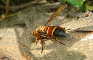 虎頭蜂蜂王的特點（虎頭蜂怎么區分蜂王）