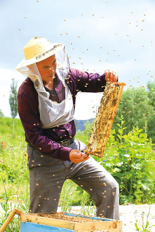 養蜂要辦營業執照嗎(養蜂營業執照辦理手續) 養蜂要辦營業執照嗎(養蜂營業執照辦理手續)