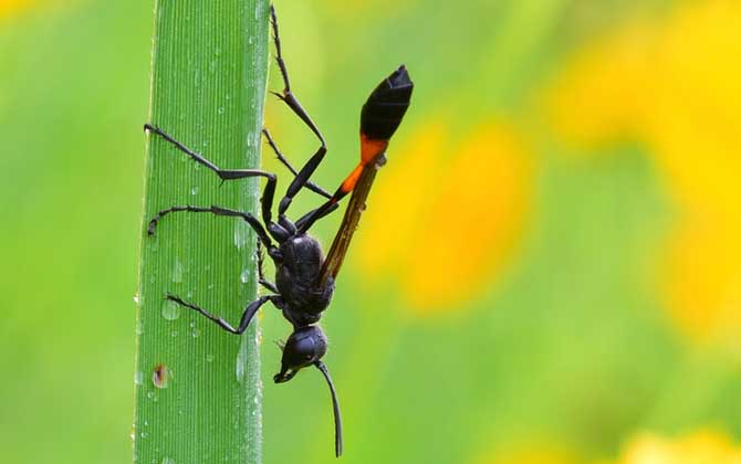 細(xì)腰蜂是蜜蜂嗎 細(xì)腰蜂是蜜蜂嗎