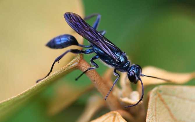 細(xì)腰蜂是蜜蜂嗎 細(xì)腰蜂是蜜蜂嗎