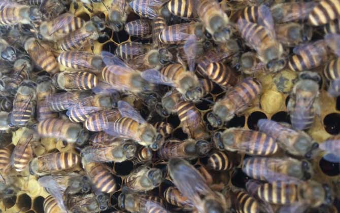 蜜蜂冬天一天喂幾次糖(冬天蜜蜂多久喂一次糖) 蜜蜂冬天一天喂幾次糖(冬天蜜蜂多久喂一次糖)