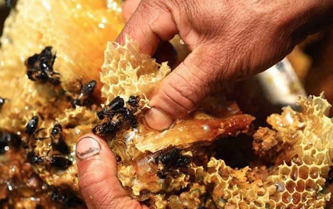 喜馬拉雅蜜蜂 喜馬拉雅蜜蜂