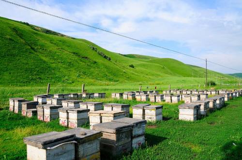 新疆黑蜂(伊犁黑蜂) 新疆黑蜂