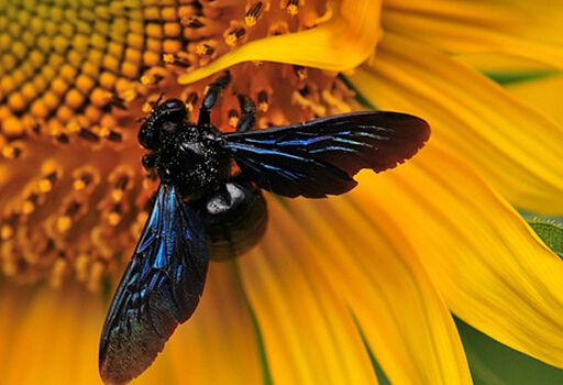 新疆黑蜂(伊犁黑蜂) 新疆黑蜂