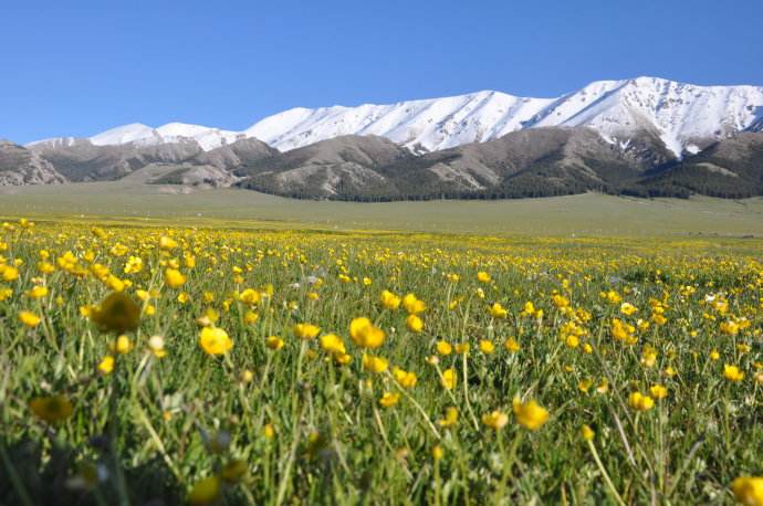 新疆黑蜂(伊犁黑蜂) 新疆黑蜂