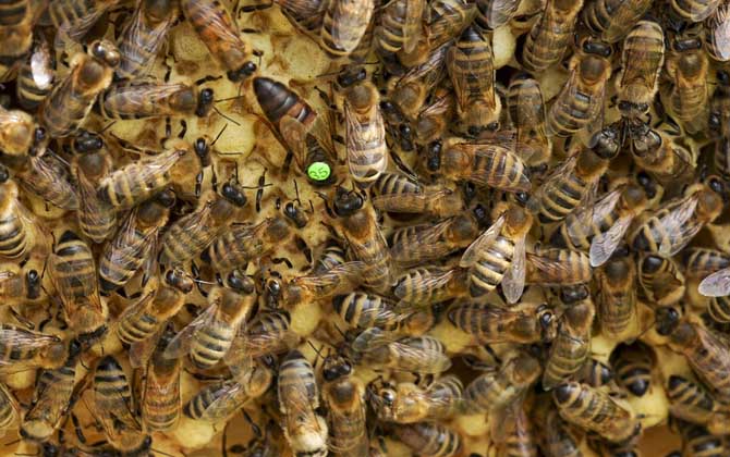 秋繁蜜蜂的養(yǎng)殖方法和注意事項(蜜蜂秋繁的最佳時間及注意事項) 秋繁蜜蜂的養(yǎng)殖方法和注意事項(蜜蜂秋繁的最佳時間及注意事項)