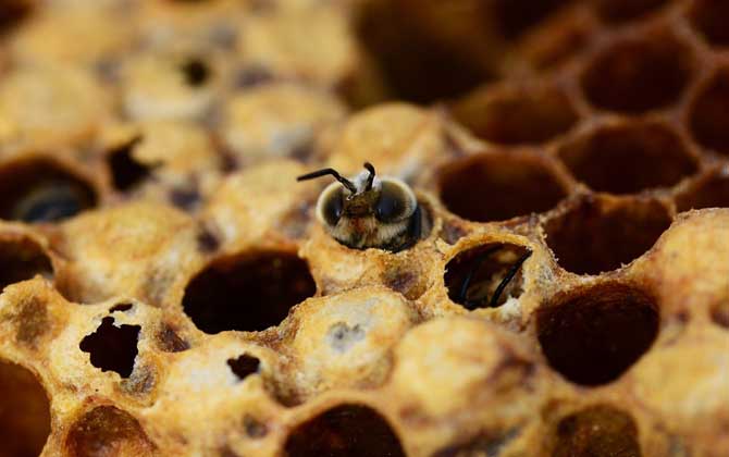 秋繁蜜蜂的養(yǎng)殖方法和注意事項(蜜蜂秋繁的最佳時間及注意事項) 秋繁蜜蜂的養(yǎng)殖方法和注意事項(蜜蜂秋繁的最佳時間及注意事項)