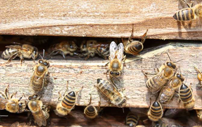 秋繁蜜蜂的養(yǎng)殖方法和注意事項(蜜蜂秋繁的最佳時間及注意事項) 秋繁蜜蜂的養(yǎng)殖方法和注意事項(蜜蜂秋繁的最佳時間及注意事項)