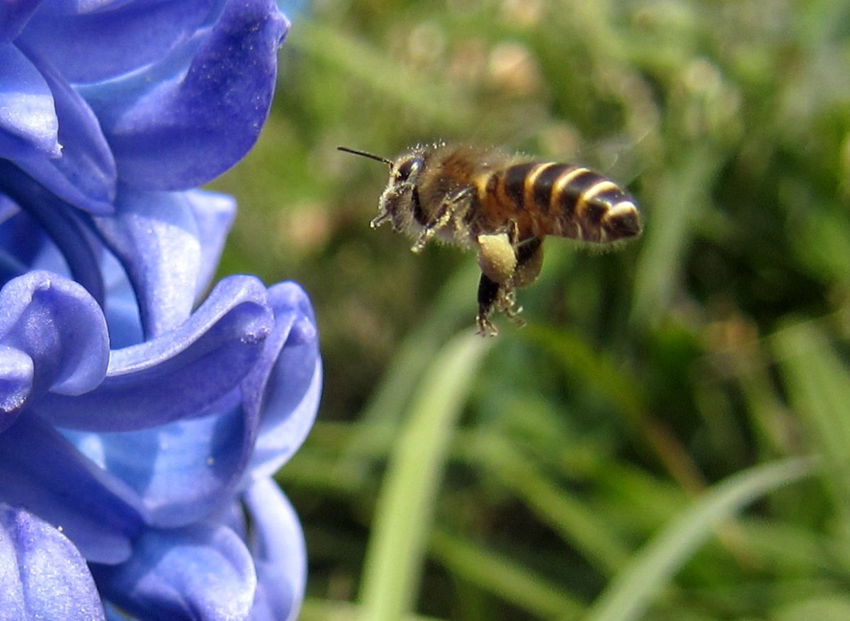 新手養(yǎng)蜂要先學(xué)什么技術(shù)(新手怎么學(xué)養(yǎng)蜂) 新手養(yǎng)蜂要先學(xué)什么技術(shù)(新手怎么學(xué)養(yǎng)蜂)