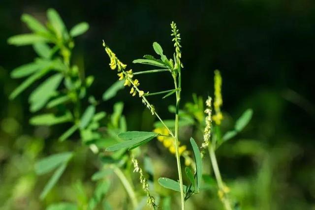 草木犀是蜜源植物嗎(草木犀的花期和常見(jiàn)種類(lèi)) 草木犀是蜜源植物嗎(草木犀的花期和常見(jiàn)種類(lèi))