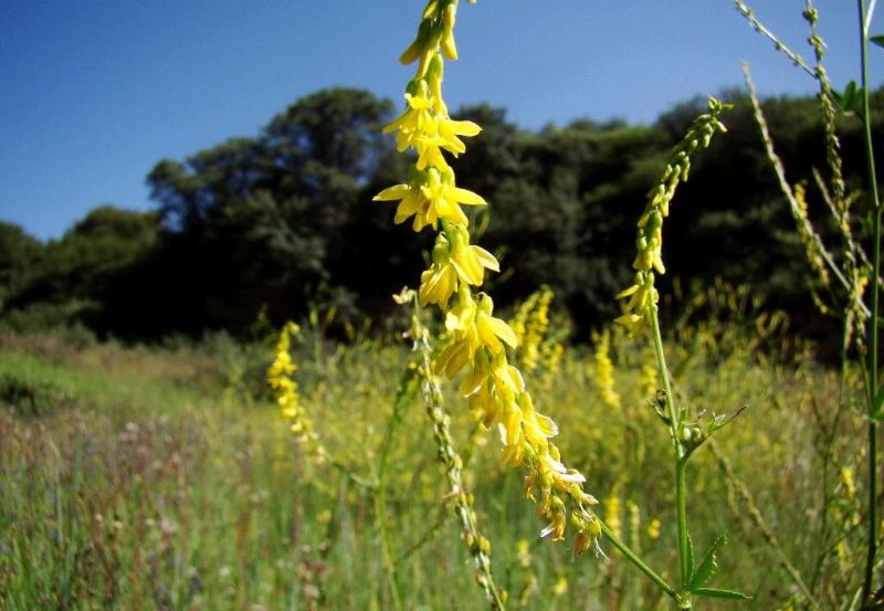 草木犀是蜜源植物嗎(草木犀的花期和常見(jiàn)種類(lèi)) 草木犀是蜜源植物嗎(草木犀的花期和常見(jiàn)種類(lèi))