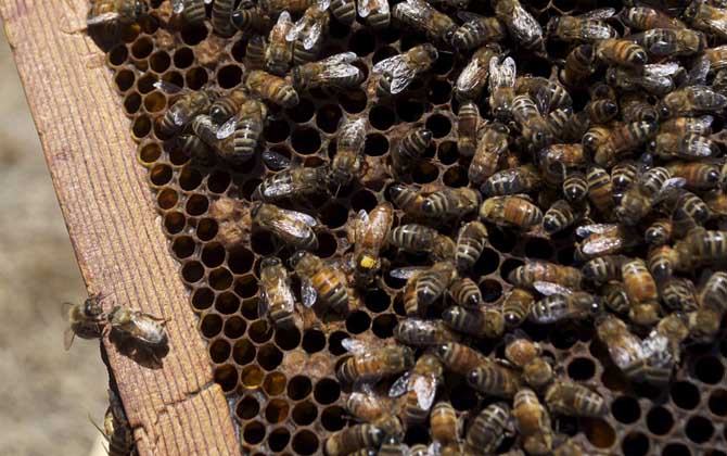 中蜂阿壩王一天可以產多少卵(蜂王一天能產多少卵) 中蜂阿壩王一天可以產多少卵(蜂王一天能產多少卵)